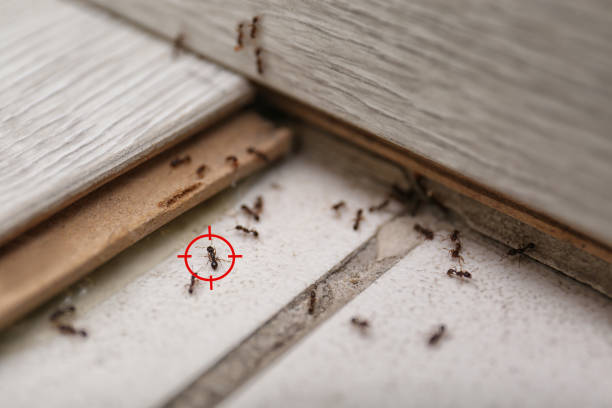 Best Spider Control Near Me  in Yorkville, NY